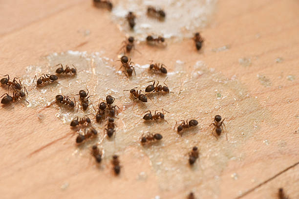 Best Pest Prevention Services  in Landrum, SC