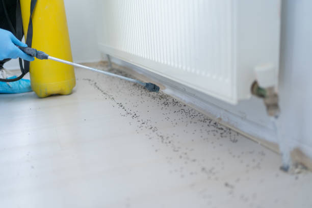 Best Flea Control Services  in Landrum, SC